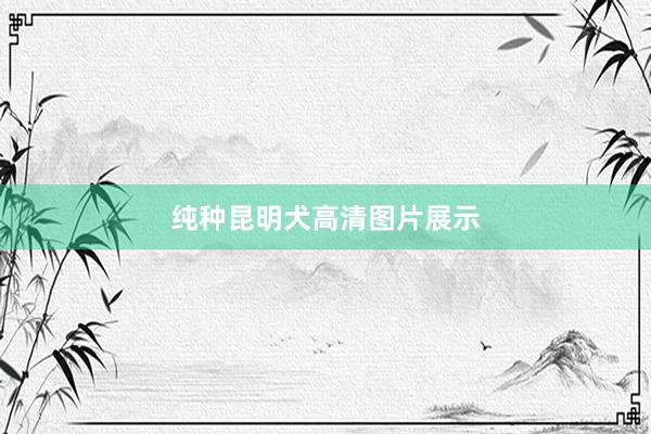 纯种昆明犬高清图片展示